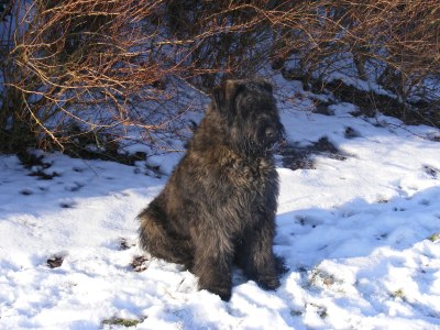 Harold dans la neige:15/01/09